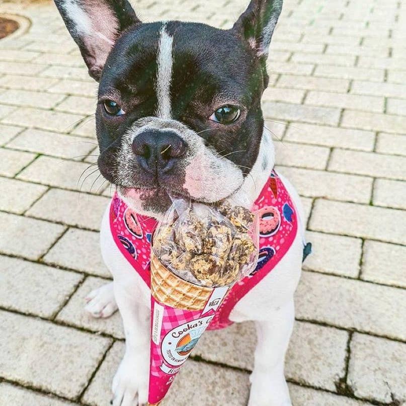 Bouledogue français en harnais rose qui tient un cornet de biscuits