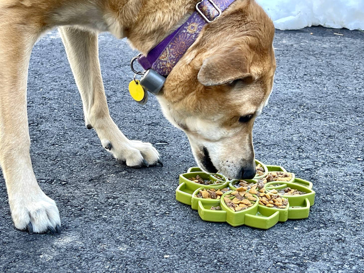 Plateau anti-glouton pour chien Mandala – SodaPup