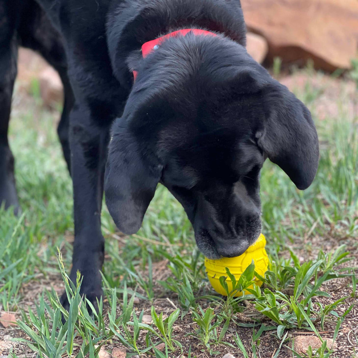 Chien noir mâchouillant le pot jaune dans l'herbe