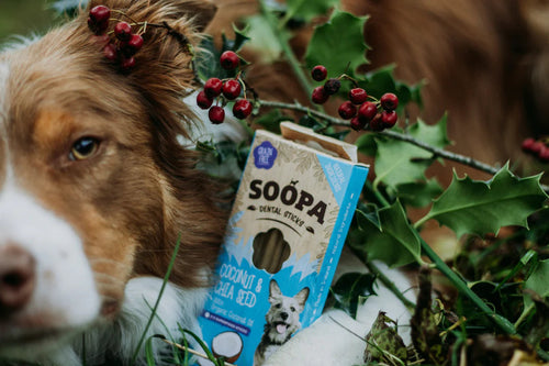Chien qui renifle la boîte Soopa coco chia au milieu du houx