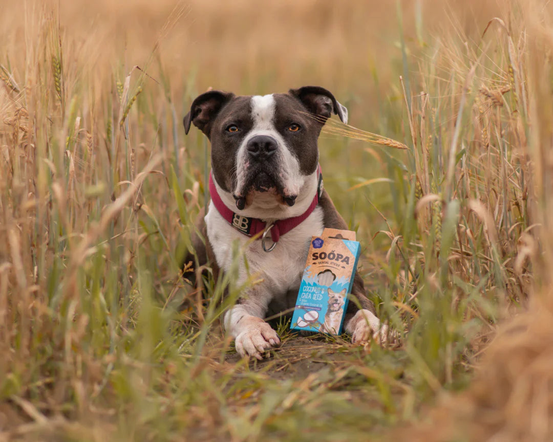 Bouledogue couché dans les herbes hautes avec sa boîte Soopa