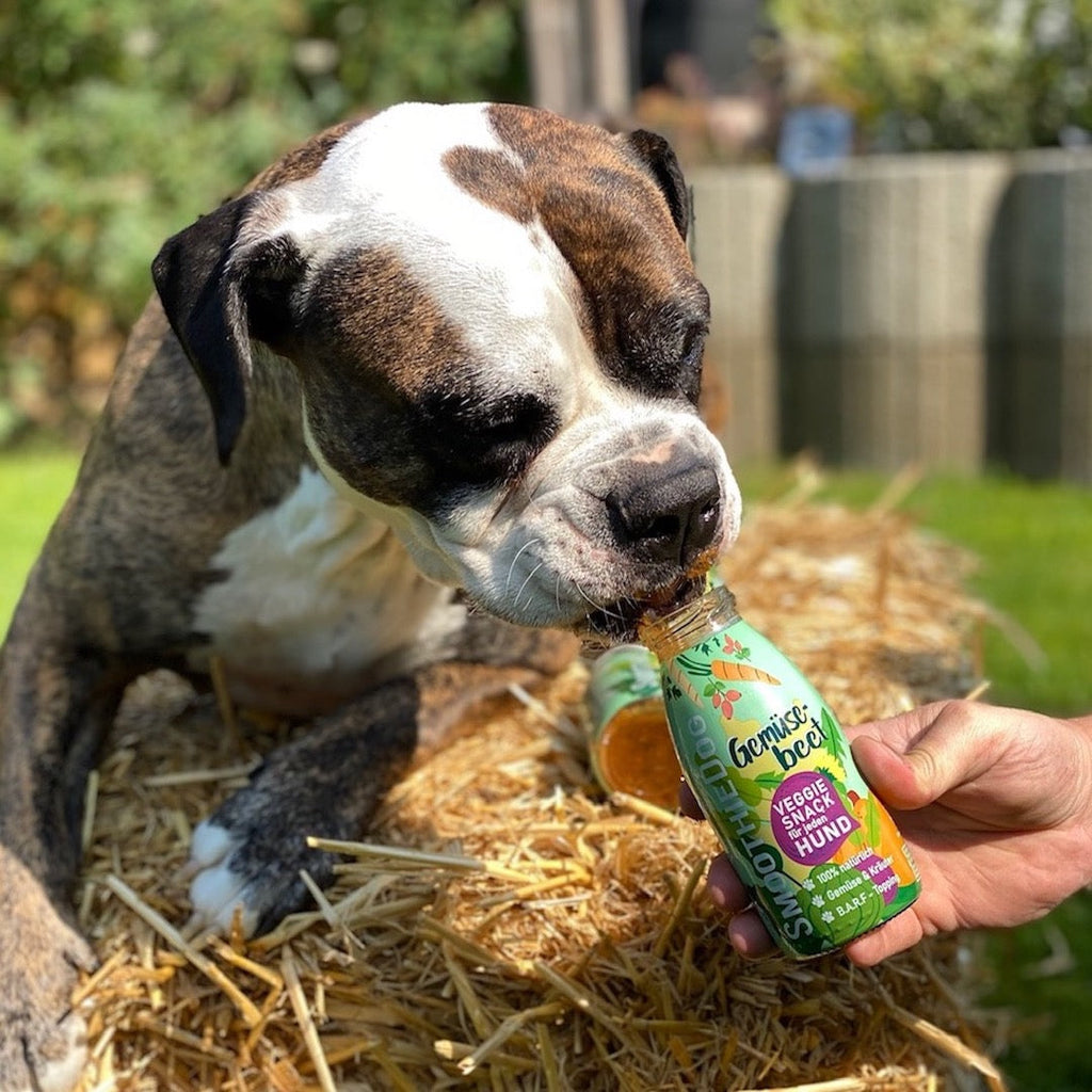 Boxer buvant une bouteille Gemüsebeet tendue par une main