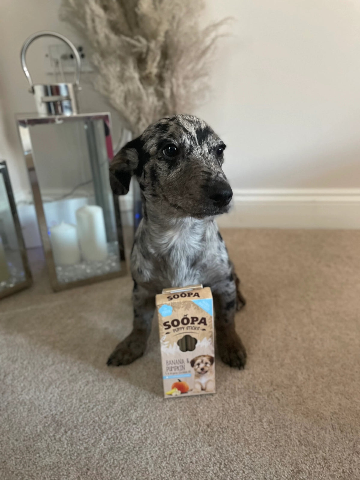 Chien merle assis devant la boîte Soopa pour chiot