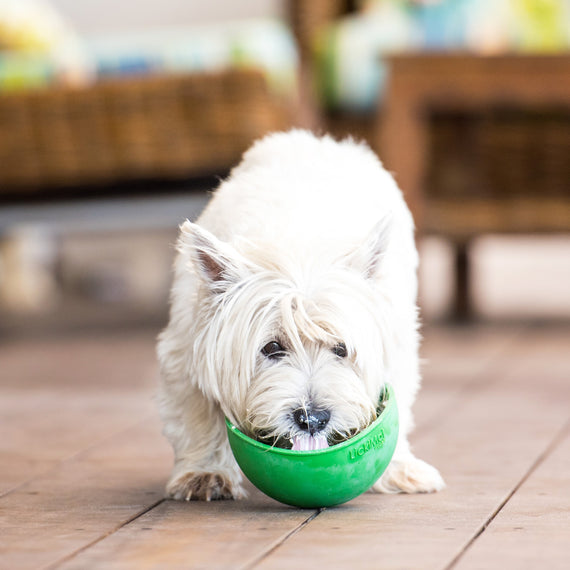 Westie léchant le bol vert posé au sol