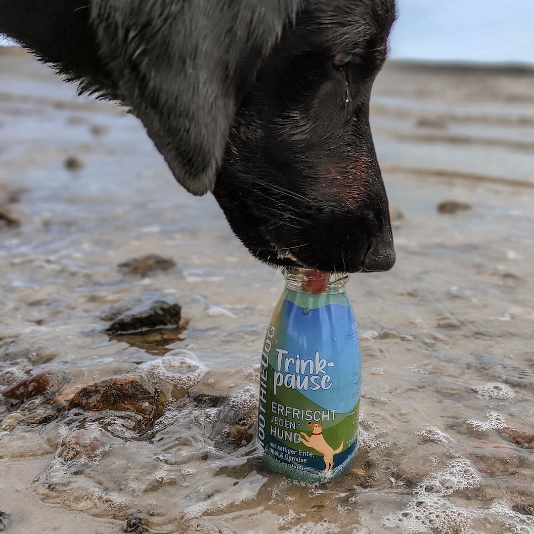 Labrador noir reniflant une bouteille Trinkpause posée dans l'eau