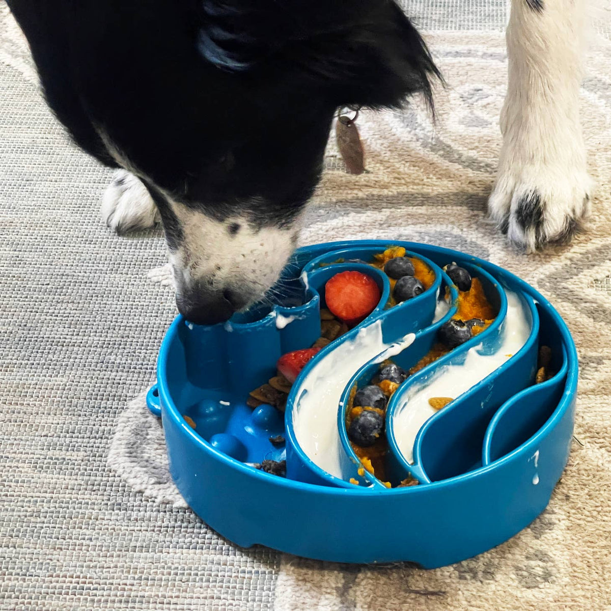 Chien léchant le bol bleu posé sur un tapis