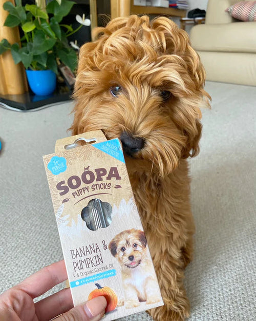 Chien roux frisé qui tient la boîte Soopa banane citrouille dans la gueule