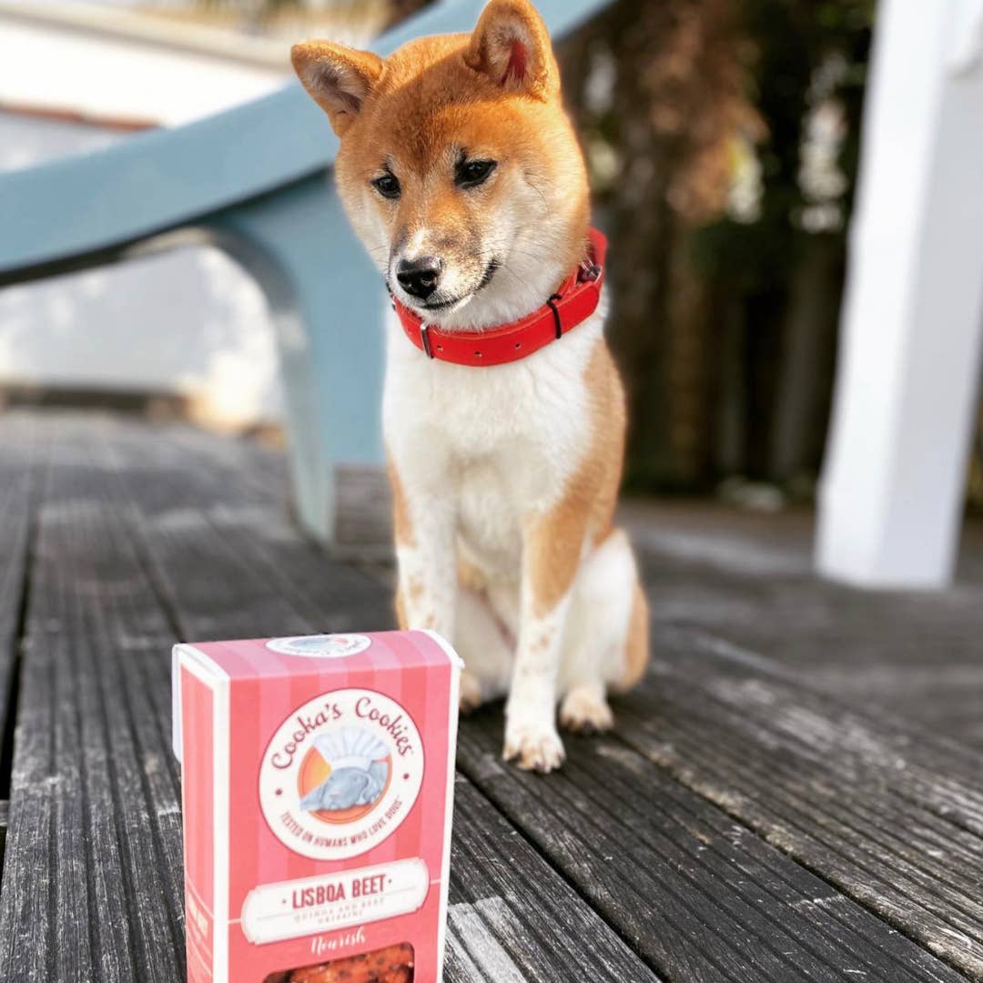 Shiba assis sur une terrasse à côté de la boîte Lisboa Beet