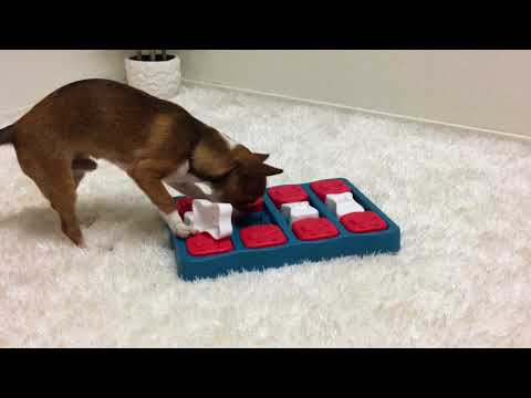 Jeu d'intelligence pour chien Dog Brick – Nina Ottosson – niveau 2