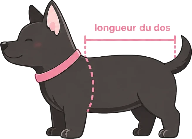 Mesure de la longueur du dos, de la base du cou à la naissance de la queue
